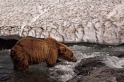 ����� ������� (Ursus arctos). ��������, ���� ����������, ����� ���������� ,  ����-���������� ��������