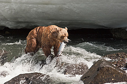 ����� ������� (Ursus arctos). ��������, ���� ����������, ����� ���������� ,  ����-���������� ��������