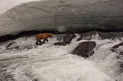 ����� ������� (Ursus arctos). ��������, ���� ����������, ����� ���������� ,  ����-���������� ��������