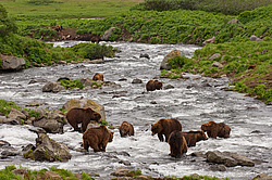 ����� ������� (Ursus arctos). ��������, ���� ����������, ����� ���������� ,  ����-���������� ��������