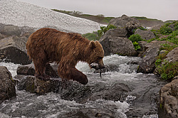 ����� ������� (Ursus arctos). ��������, ���� ����������, ����� ���������� ,  ����-���������� ��������