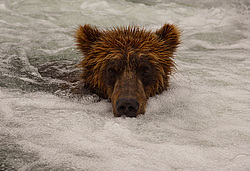 ����� ������� (Ursus arctos). ��������, ���� ����������, ����� ���������� ,  ����-���������� ��������