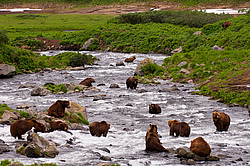 ����� ������� (Ursus arctos). ��������, ���� ����������, ����� ���������� ,  ����-���������� ��������