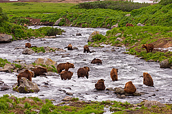 ����� ������� (Ursus arctos). ��������, ���� ����������, ����� ���������� ,  ����-���������� ��������
