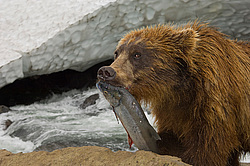 ����� ������� (Ursus arctos). ��������, ���� ����������, ����� ���������� ,  ����-���������� ��������