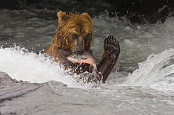 ����� ������� (Ursus arctos). ��������, ���� ����������, ����� ���������� ,  ����-���������� ��������