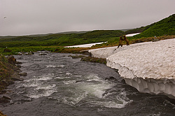 ����� ������� (Ursus arctos). ��������, ���� ����������, ����� ���������� ,  ����-���������� ��������