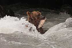 ����� ������� (Ursus arctos). ��������, ���� ����������, ����� ���������� ,  ����-���������� ��������