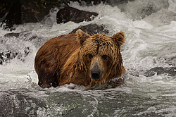 ����� ������� (Ursus arctos). ��������, ���� ����������, ����� ���������� ,  ����-���������� ��������