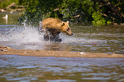 ����� ������� (Ursus arctos). ��������, ����� ����������,  ����-���������� ��������