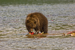 ����� ������� (Ursus arctos). ��������, ����� ����������,  ����-���������� ��������
