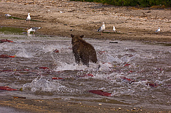 ����� ������� (Ursus arctos). ��������, ����� ����������,  ����-���������� ��������