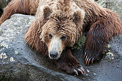 ����� ������� (Ursus arctos). ��������, ���� ����������, ����� ���������� ,  ����-���������� ��������
