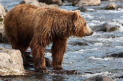 ����� ������� (Ursus arctos). ��������, ���� ����������, ����� ���������� ,  ����-���������� ��������
