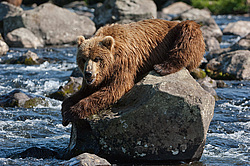 ����� ������� (Ursus arctos). ��������, ���� ����������, ����� ���������� ,  ����-���������� ��������