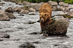 ����� ������� (Ursus arctos). ��������, ���� ����������, ����� ���������� ,  ����-���������� ��������