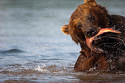 ����� ������� (Ursus arctos). ��������, ����� ����������,  ����-���������� ��������