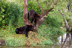 ����� ������� (Ursus arctos). ��������, ����� ����������,  ����-���������� ��������