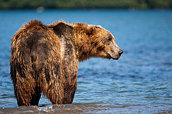 ����� ������� (Ursus arctos). ��������, ����� ����������,  ����-���������� ��������