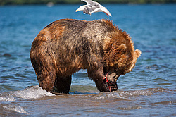 ����� ������� (Ursus arctos). ��������, ����� ����������,  ����-���������� ��������