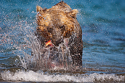 ����� ������� (Ursus arctos). ��������, ����� ����������,  ����-���������� ��������