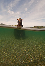 ����� ������� (Ursus arctos). ��������, ����� ����������,  ����-���������� ��������