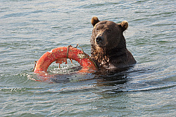 ����� ������� (Ursus arctos). ��������, ����� ����������,  ����-���������� ��������