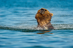 ����� ������� (Ursus arctos). ��������, ����� ����������,  ����-���������� ��������
