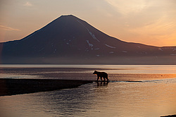 ����� ������� (Ursus arctos). ��������, ����� ����������,  ����-���������� ��������