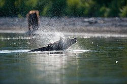 ����� ������� (Ursus arctos). ��������, ����� ����������,  ����-���������� ��������