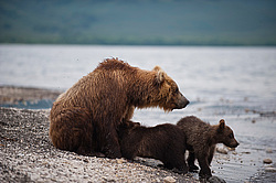 ����� ������� (Ursus arctos). ��������, ����� ����������,  ����-���������� ��������