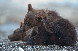 ����� ������� (Ursus arctos). ��������, ����� ����������,  ����-���������� ��������
