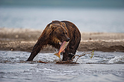 ����� ������� (Ursus arctos). ��������, ����� ����������,  ����-���������� ��������