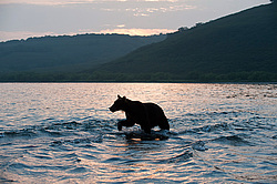 ����� ������� (Ursus arctos). ��������, ����� ����������,  ����-���������� ��������