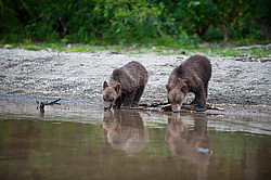 ����� ������� (Ursus arctos). ��������, ����� ����������,  ����-���������� ��������