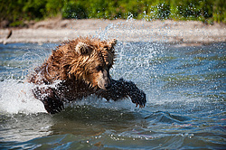 ����� ������� (Ursus arctos). ��������, ����� ����������,  ����-���������� ��������