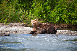 ����� ������� (Ursus arctos). ��������, ����� ����������,  ����-���������� ��������