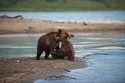 ����� ������� (Ursus arctos). ��������, ����� ����������,  ����-���������� ��������