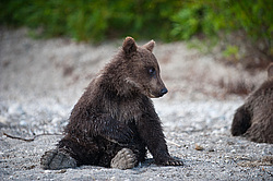 ����� ������� (Ursus arctos). ��������, ����� ����������,  ����-���������� ��������