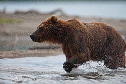 ����� ������� (Ursus arctos). ��������, ����� ����������,  ����-���������� ��������