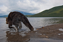 ����� ������� (Ursus arctos). ��������, ����� ����������,  ����-���������� ��������