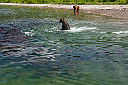 ����� ������� (Ursus arctos). ��������, ����� ����������,  ����-���������� ��������
