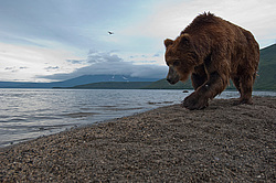 ����� ������� (Ursus arctos). ��������, ����� ����������,  ����-���������� ��������