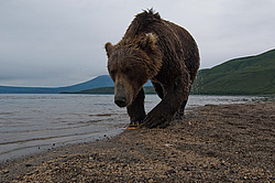 ����� ������� (Ursus arctos). ��������, ����� ����������,  ����-���������� ��������