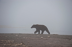 ����� ������� (Ursus arctos). ��������, ����� ����������,  ����-���������� ��������
