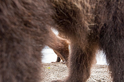 ����� ������� (Ursus arctos). ��������, ����� ����������,  ����-���������� ��������