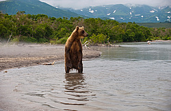 ����� ������� (Ursus arctos). ��������, ����� ����������,  ����-���������� ��������