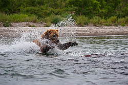 ����� ������� (Ursus arctos). ��������, ����� ����������,  ����-���������� ��������