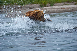 ����� ������� (Ursus arctos). ��������, ����� ����������,  ����-���������� ��������