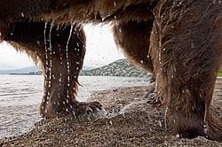 ����� ������� (Ursus arctos). ��������, ����� ����������,  ����-���������� ��������